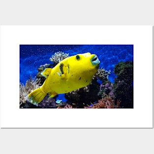 Funny Yellow Fish Posters and Art